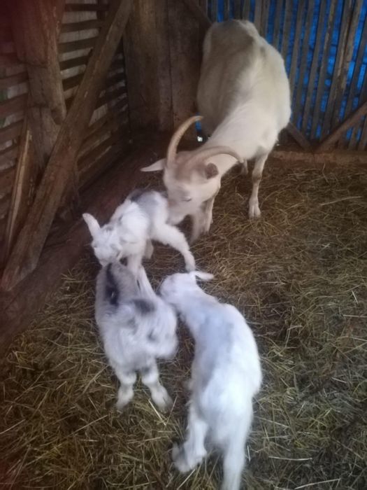 Vand capre si un tap