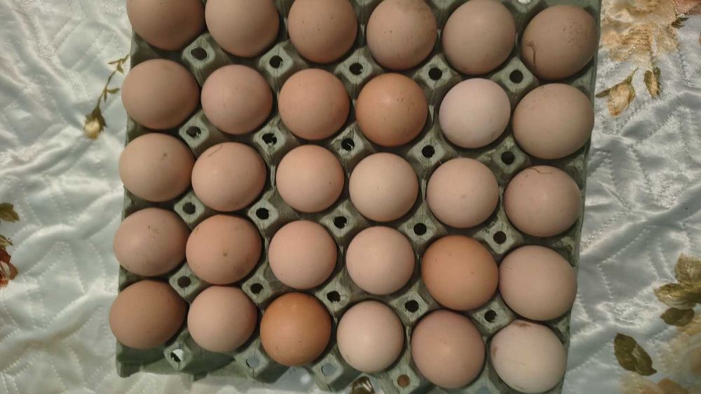 Оплодени яйца от зеленоглави патици