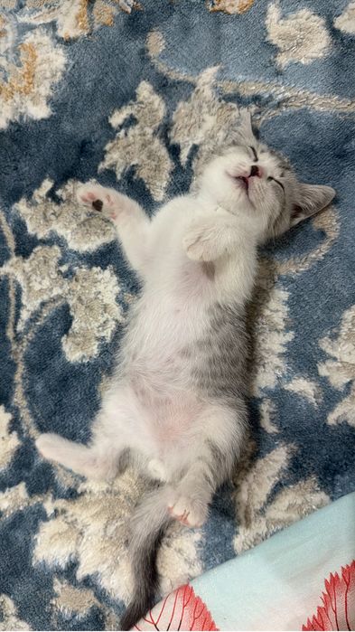 Продаётся маленький котёнок