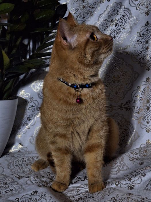 Подарите Симбе семью