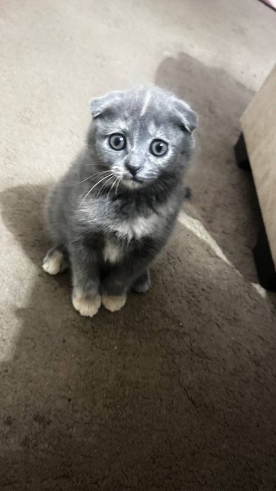 Продам  котёноки