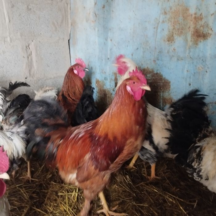 Продам куры домашние