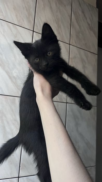 Котята девочки в добрые руки