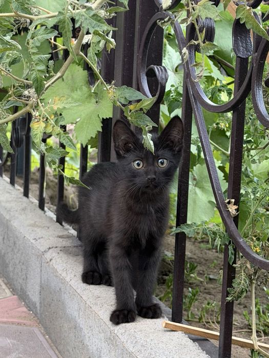 Отдам в добрые руки котят, два мальчика и девочка!