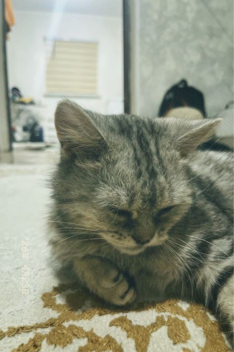 шотланский прямоуха
