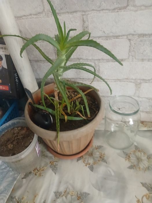 Продам алое 2000