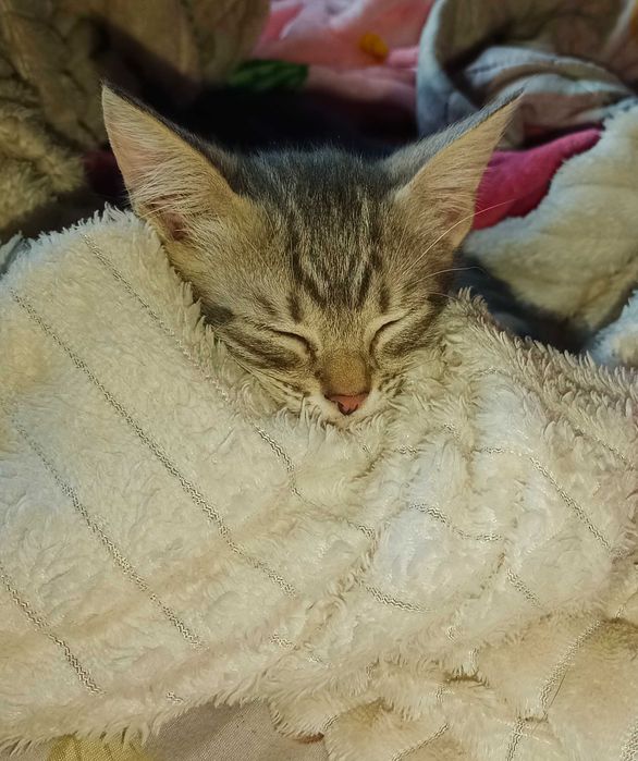 Отдам котёнка. Котята. Даром