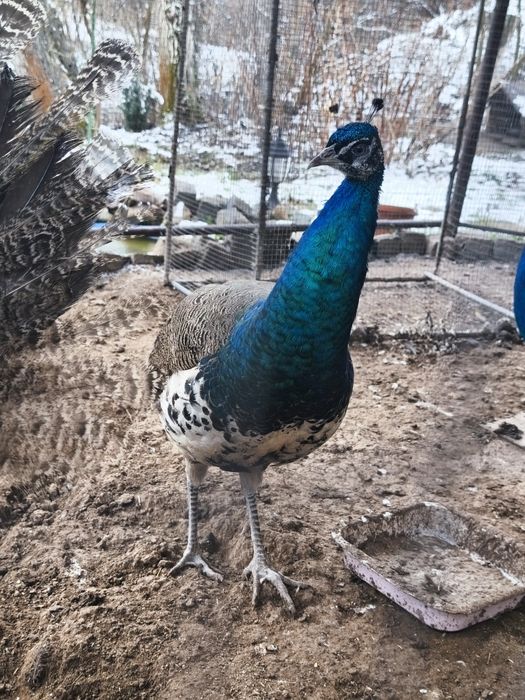 Пауни излюпени 2025