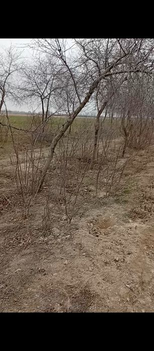 Gilos koʻchata sotiladi