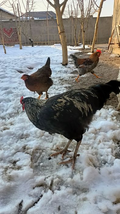 Қазақы брама аралас