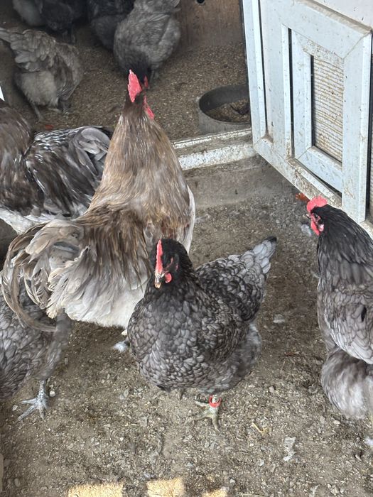 Продам яйца на инкубацию