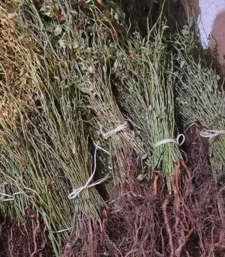 Производство на разсад Шипка, сорт "Пловдив 1"