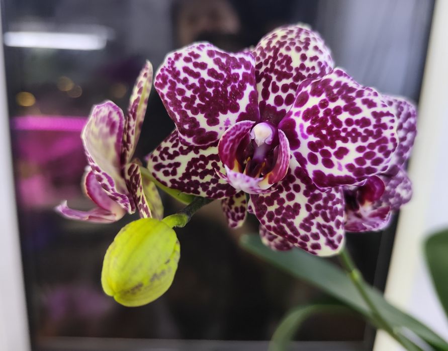 Продам детку орхидеи