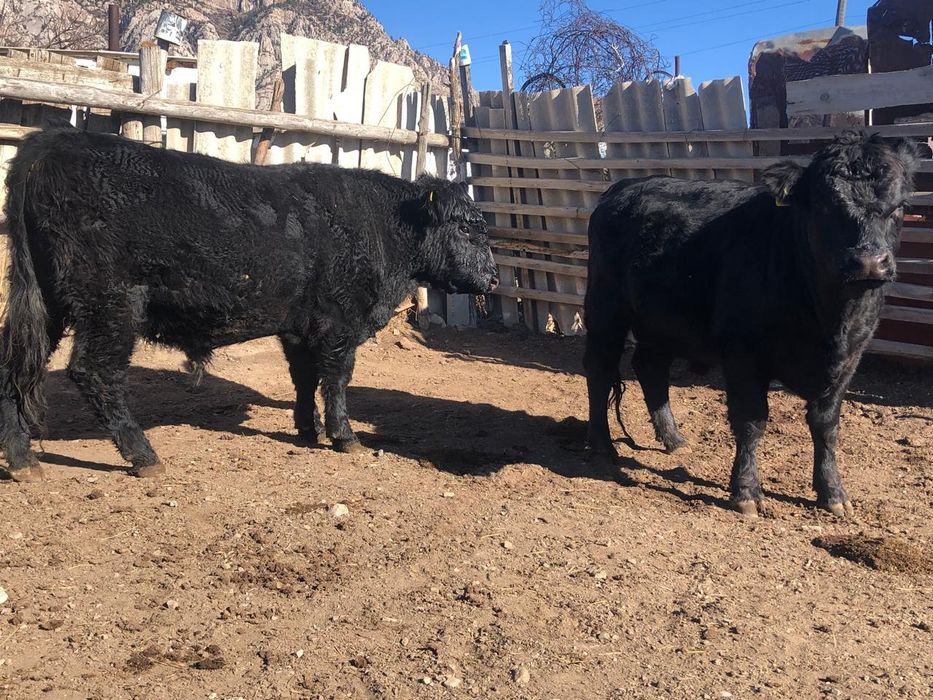 Продам Ангус быков