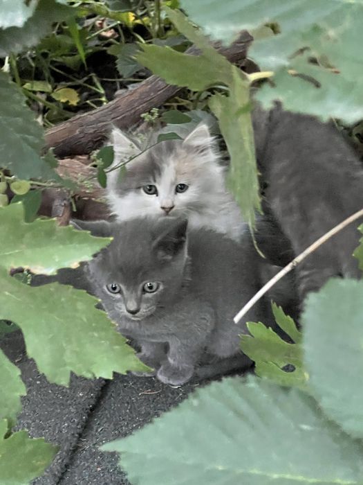 Милейшие котятки