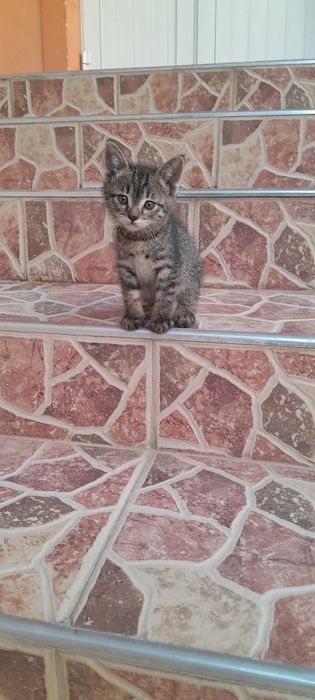 Продаю кошечку маленкую