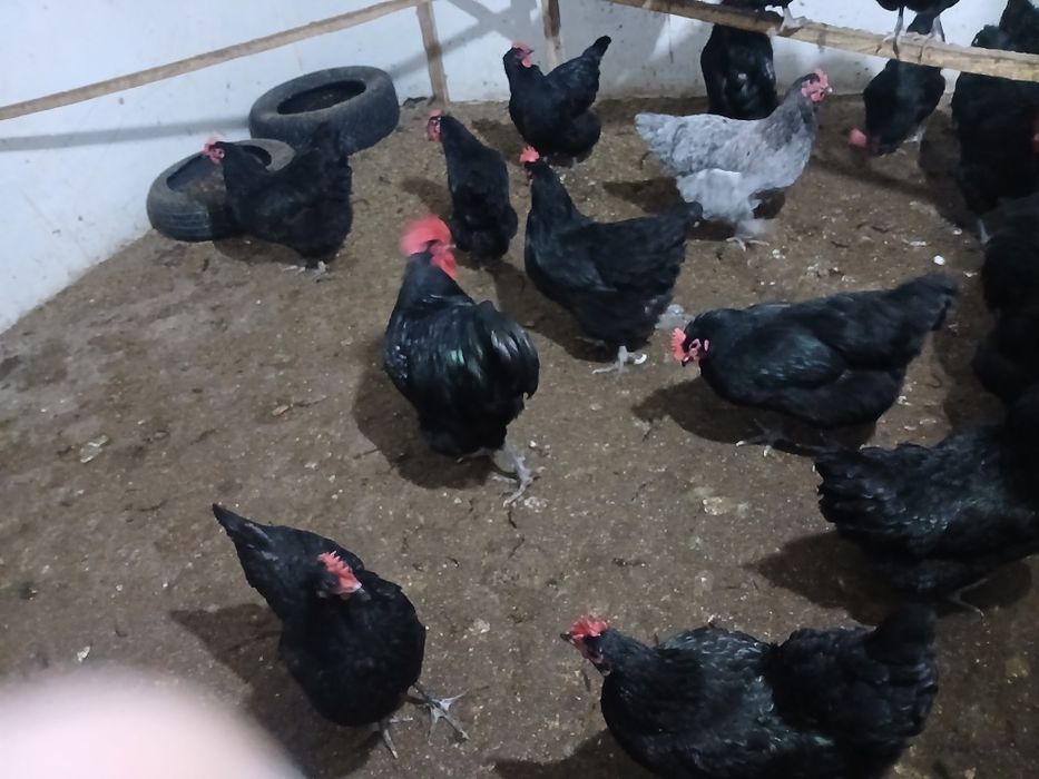 Брама товук тухуми сотилади зот дор