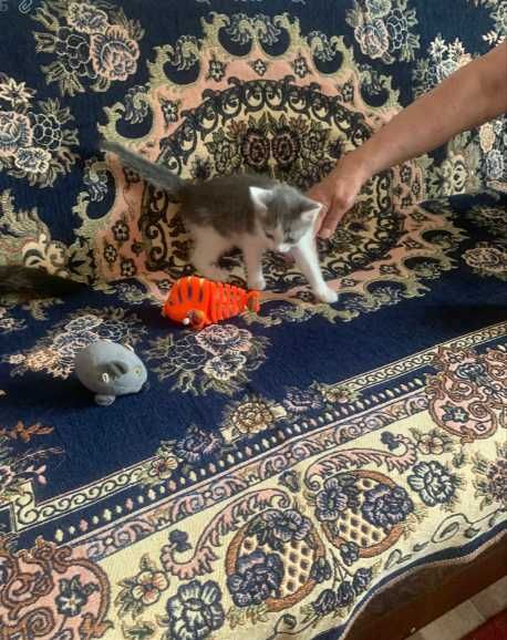 Домашний котенок мальчик.