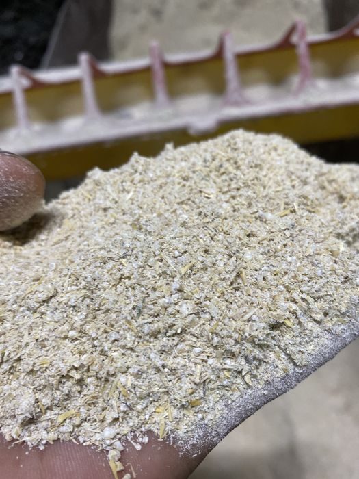 арпа, бидай, Ячмень, пшеница