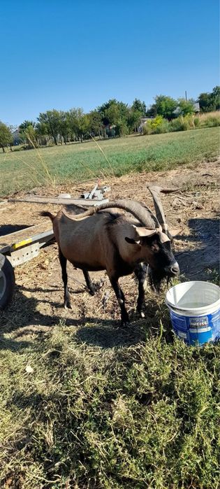Țap carpatin francez de vînzare