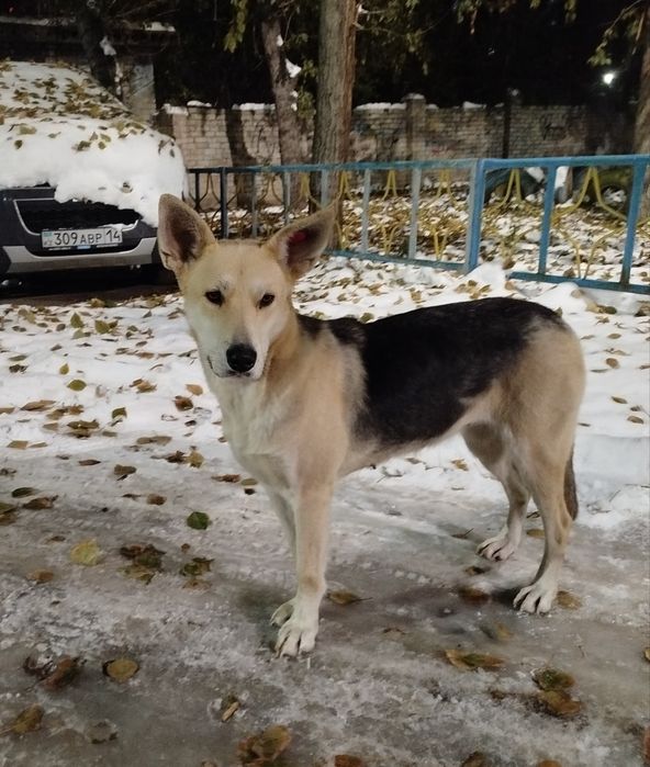 Собака добрая хорошим людям