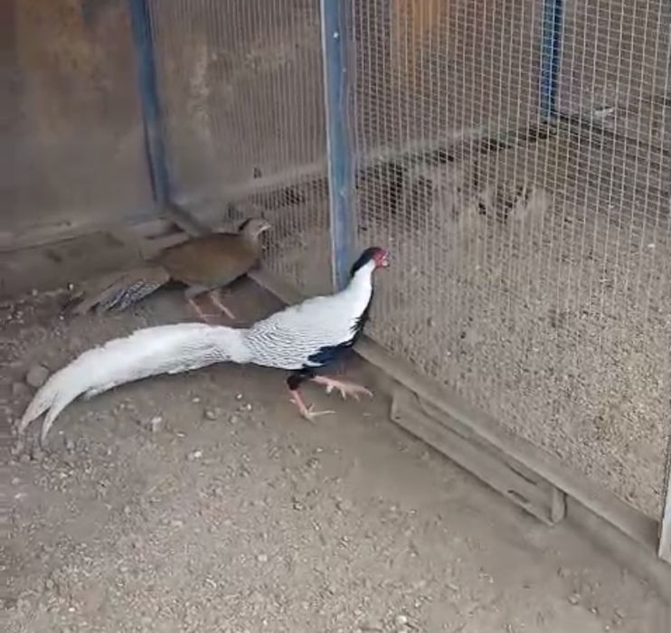 Продам фазан парочка