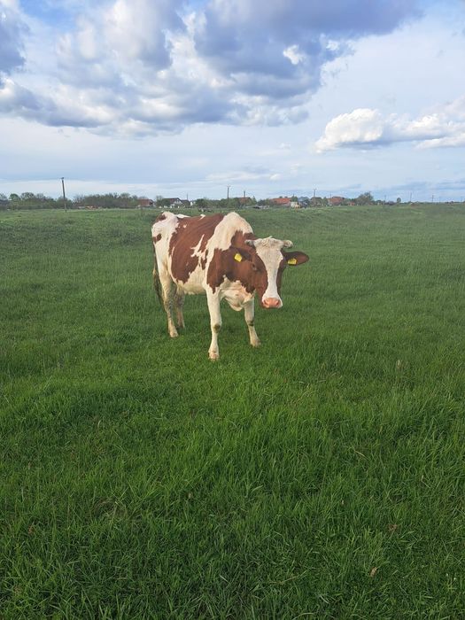 Vând vaca Red Holstein