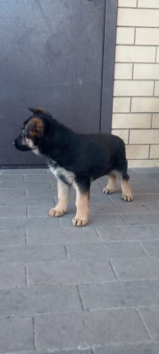 Подрощенные щенки немецкой овчарки