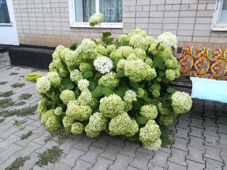 Саженцы,семена дерева Катальпы