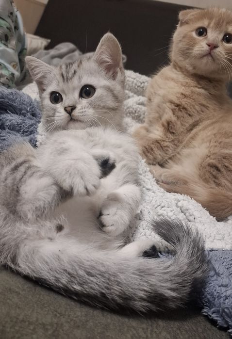 Шотландские котята мальчики