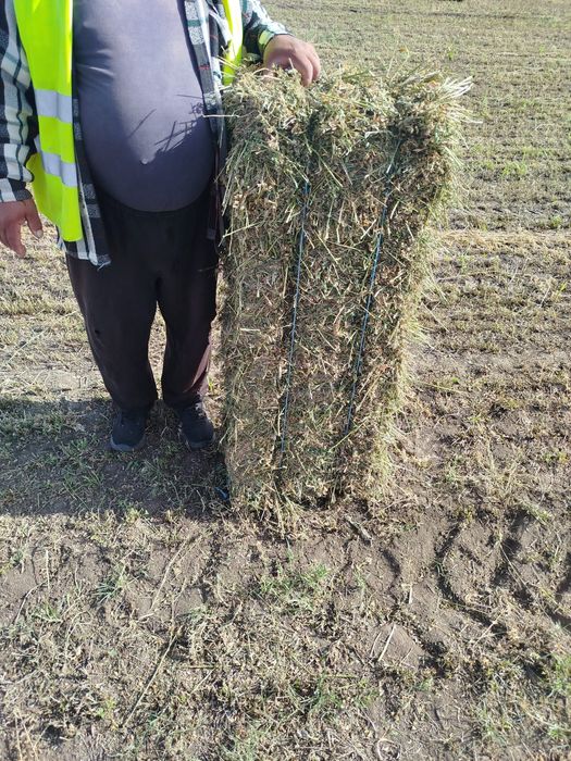 Baloți de lucernă