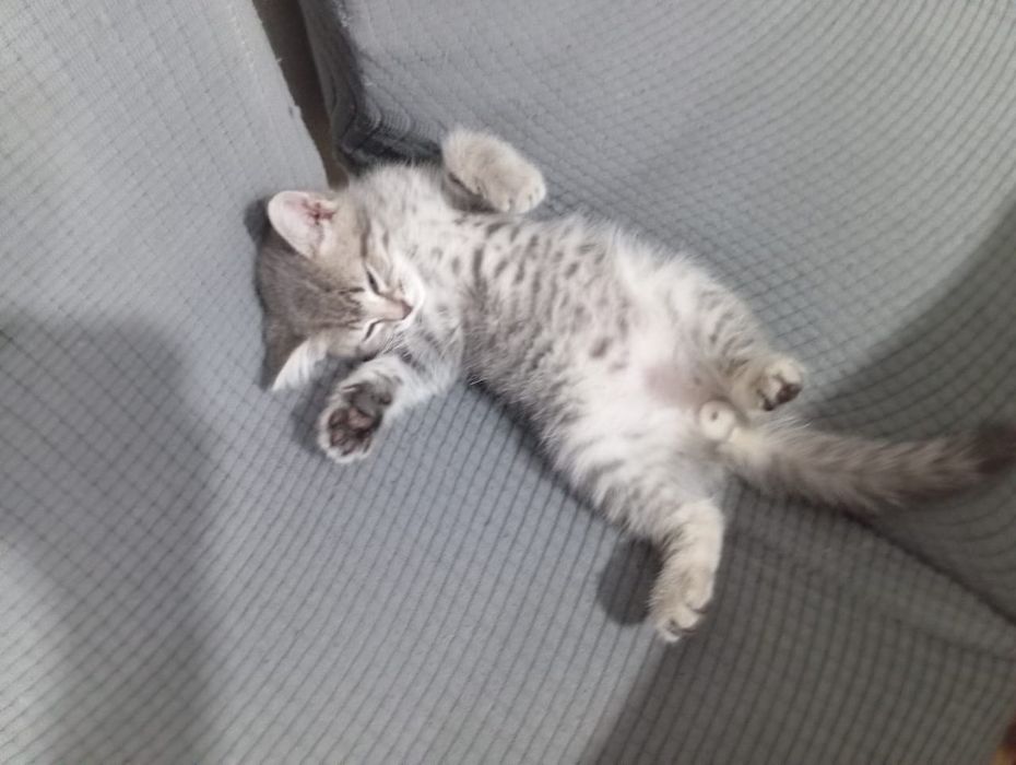 Отдам котенка мальчик