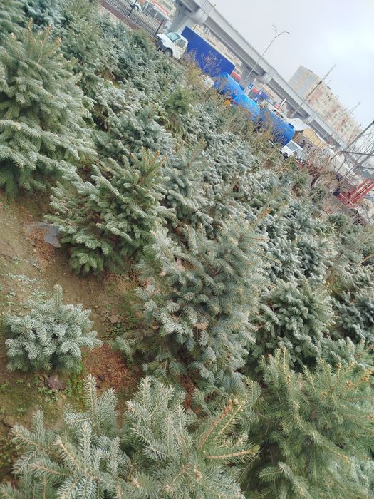 Началась продажа серебристо голубых елей от