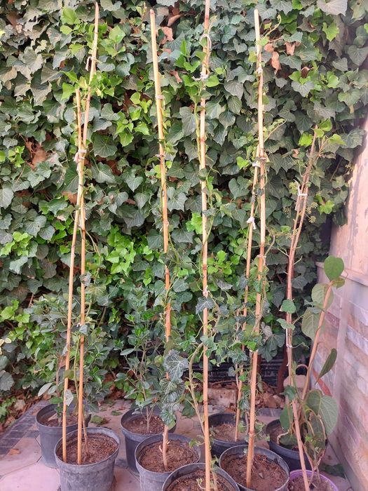 Вечнозеленный плюш