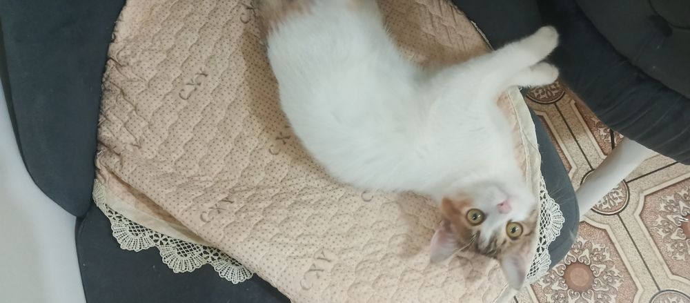 Отдам даром котенка бесплатно