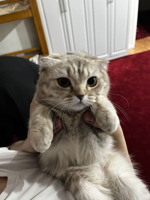 Отдам кошку в хорошие руки