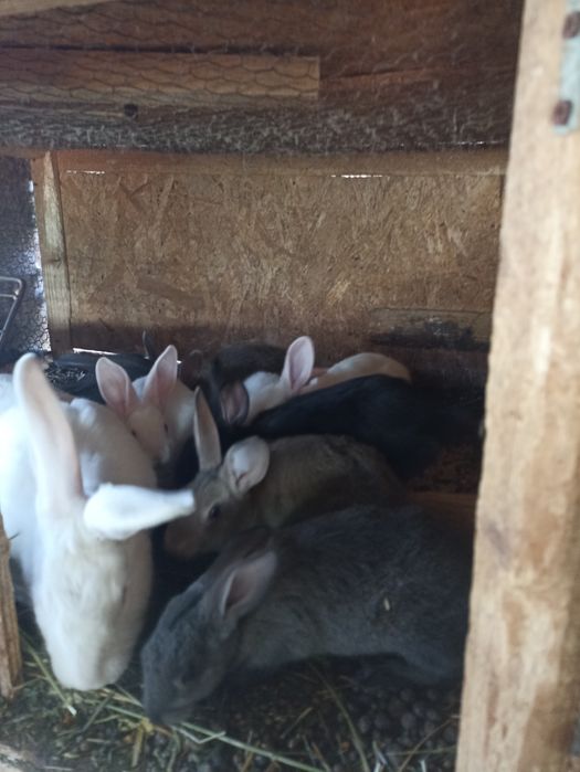 Vând iepuri hycole francez