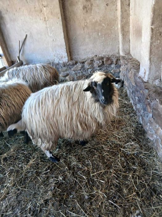 Vând     șase   oi