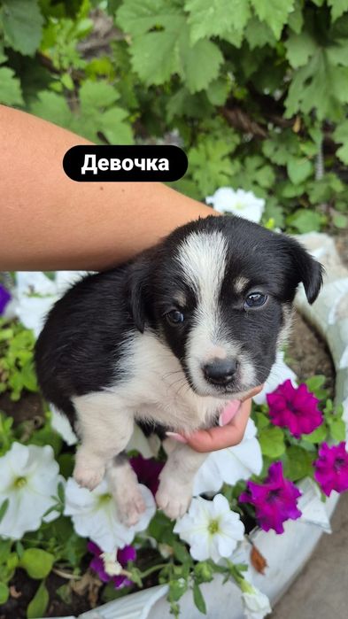Отдам щенят в добрые руки