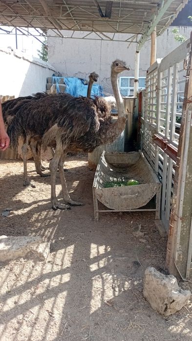 Туя куш сатилади  бахаси 5 миллион  3дана .бор