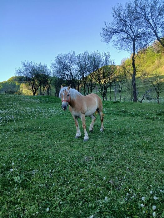 Vând iapă de 3 ani