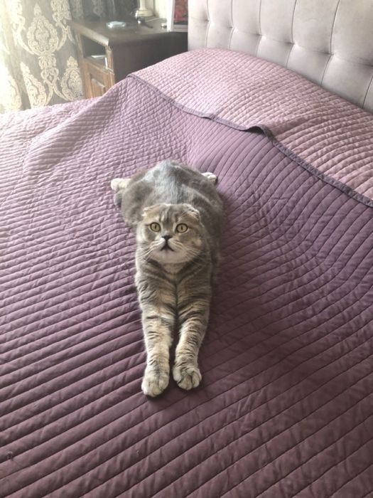 Передержка кошек и котов