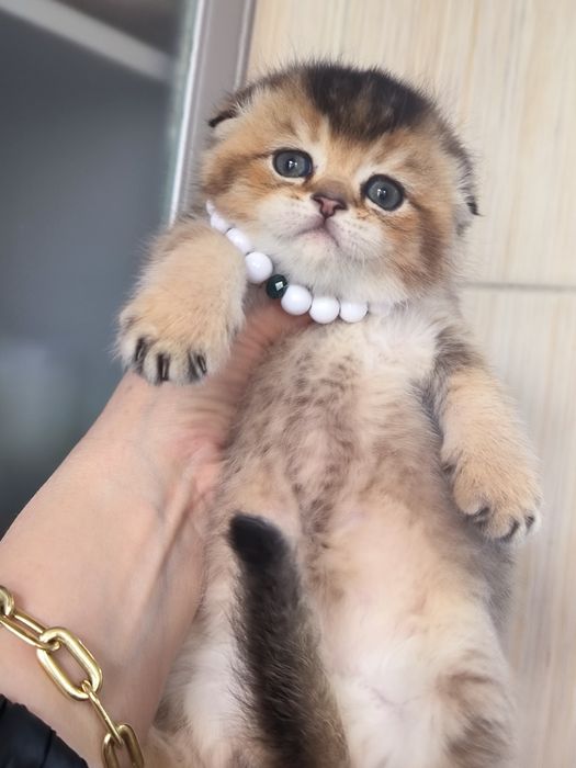 Котята от правильной вязки