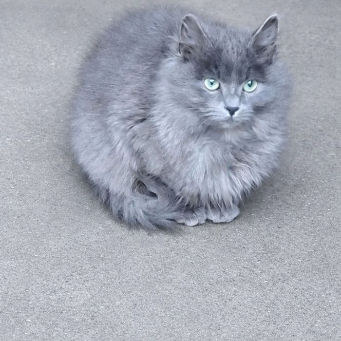 Британски късокосмести