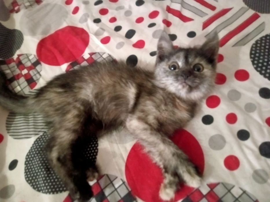 Отдам котят в добрые руки