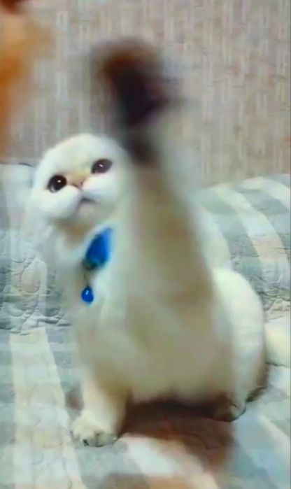 Вязка шотландского кота золотая шиншилла