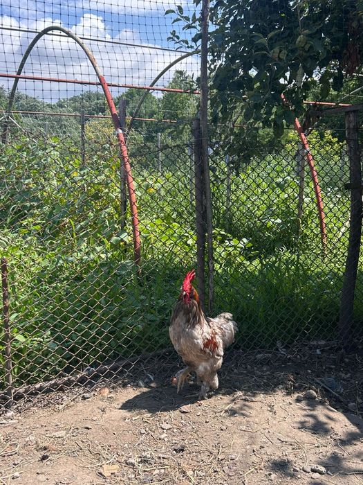 Vând cocoș rasă mixtă
