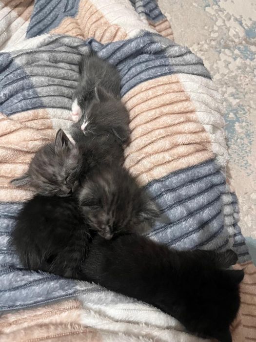 Котята бесплатно в добрые руки