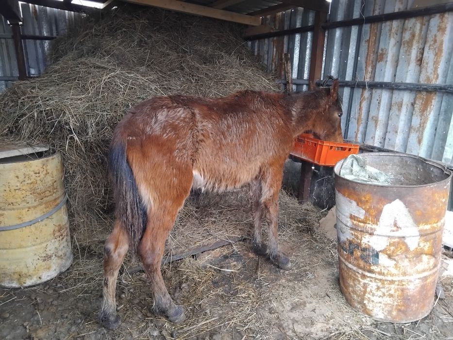 Ұрғашы тай сатылады