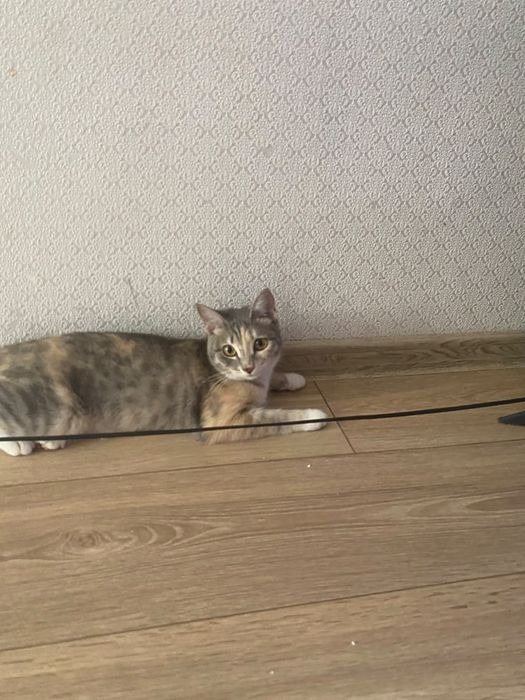 отдам кошку в добрые руки